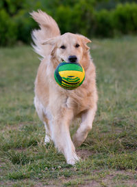 Dog holding ball in mouth on grassy field