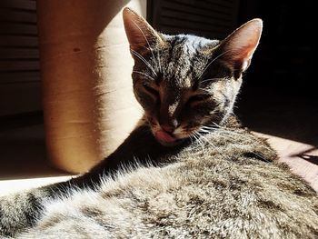 Close-up portrait of cat at home