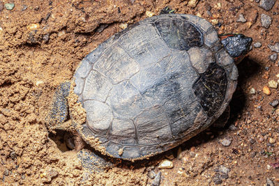 High angle view of shell on rock