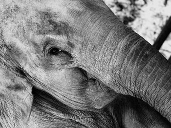 Close-up of elephant