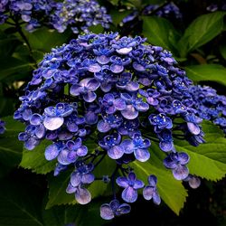 Close-up of blue water drops on purple flowering plant