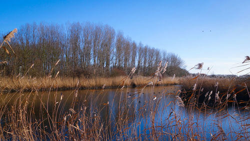 Reflection of trees in lake against clear sky