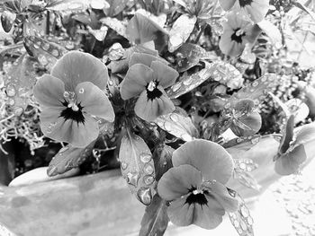 Close-up of flowers blooming outdoors