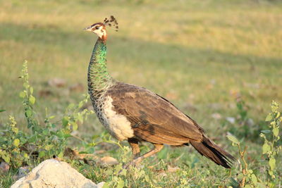 Close-up of bird perching on field