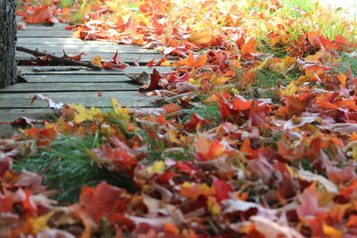 Close-up of maple leaves during autumn