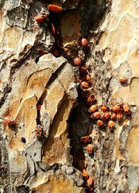 Close-up of insect on tree trunk