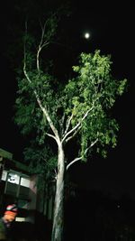 Low angle view of illuminated tree against sky at night