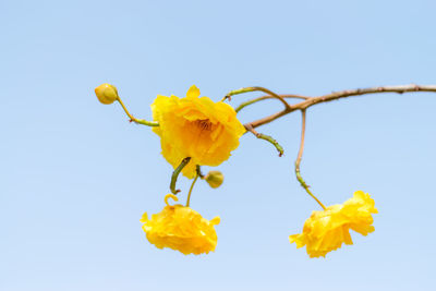 Low angle view of yellow flowering plant against clear sky