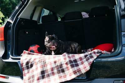 French bulldog sitting in the trunk of a car, traveling, camping with a dog