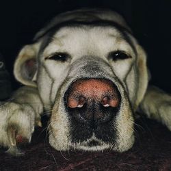 Close-up portrait of dog