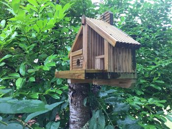Plants growing on wooden wall