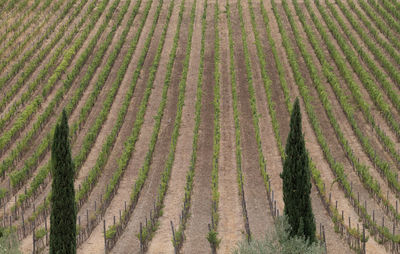 Scenic view of agricultural field