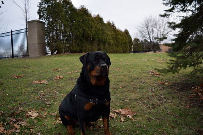 Portrait of dog on field