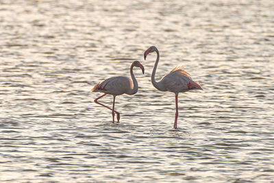 Flamingos in lake