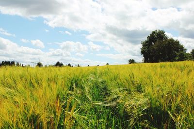 Scenic view of agricultural field against sky