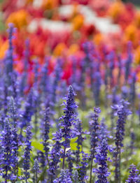 Close-up of purple flowering plants on field
