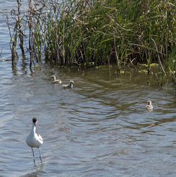 Swans swimming in lake