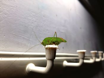 Close-up of insect on glass wall