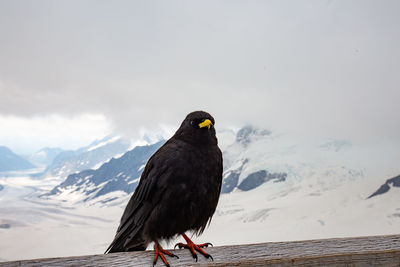 Bird perching on snow covered mountain against sky