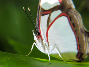 Close-up of butterfly on plant