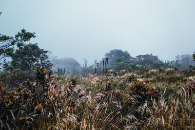 Plants growing on field against sky