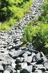 Rocks in forest