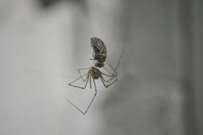 Close-up of insect