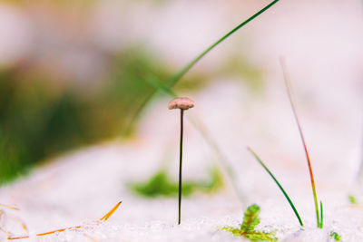 Close-up of small white flower on field