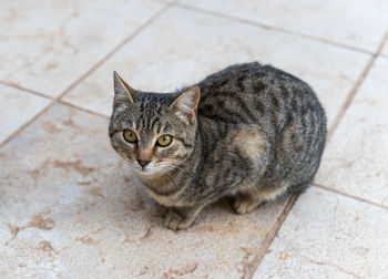 High angle portrait of tabby cat on footpath