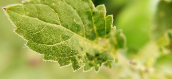 Close-up of fresh green leaves