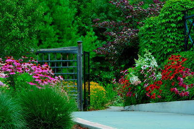 View of flower trees