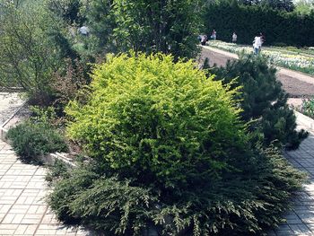 Plants growing on a tree