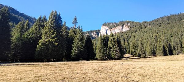 Scenic view of pine trees on field against clear sky