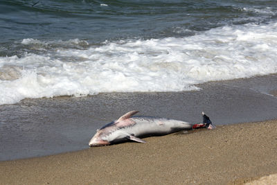 Killed dolphin threw out of the sea waves