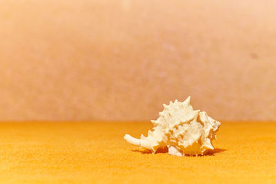 Close-up of ice cream on table
