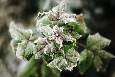 Close-up of frozen plant during winter