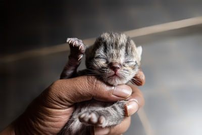 Close-up of hand holding cat