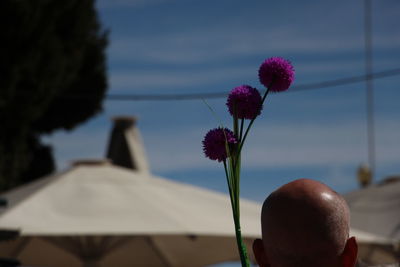 Close-up of flower against blurred background