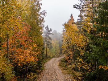 Footpath amidst trees during autumn