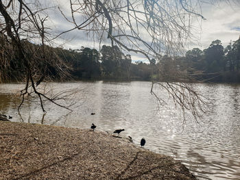 Birds flying over lake against sky