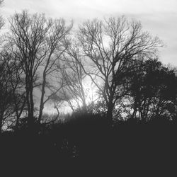 Bare trees against sky