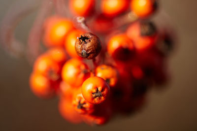 Close-up of orange fruit