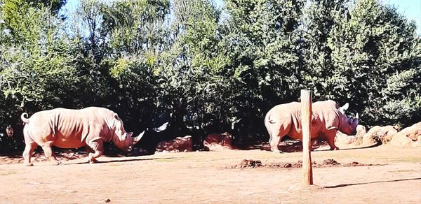 Horses on a field