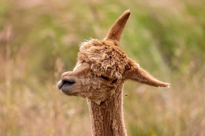 Alpaca that likes to be photographed