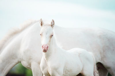 White horses standing against sky