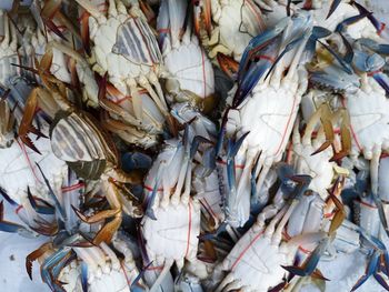 High angle view of fish for sale at market