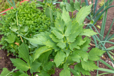 High angle view of plant growing on field