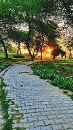 Footpath in park during sunset