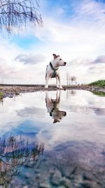 Dog on riverbank against sky