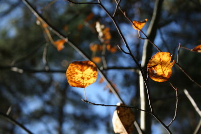 Close-up of dried leaves on plant